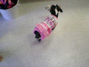 Running around the store in her new Wooflink outfit!!