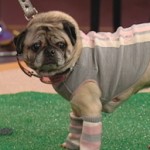 dog1