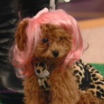 dog2