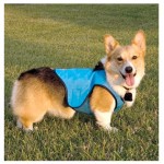 corgi