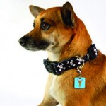Chihuahua_withCharm