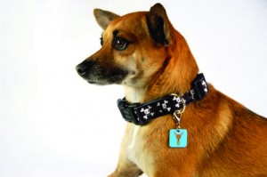 Chihuahua_withCharm