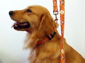 Hannah_Collar and Leash