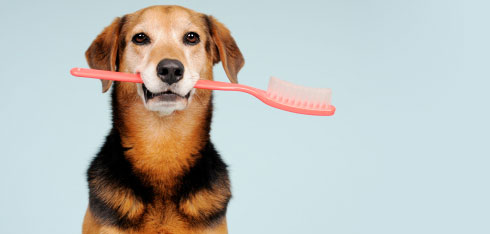 Pet Dental Care, Dog Dental Care