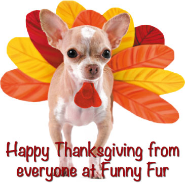Happy Thanksgiving Dog