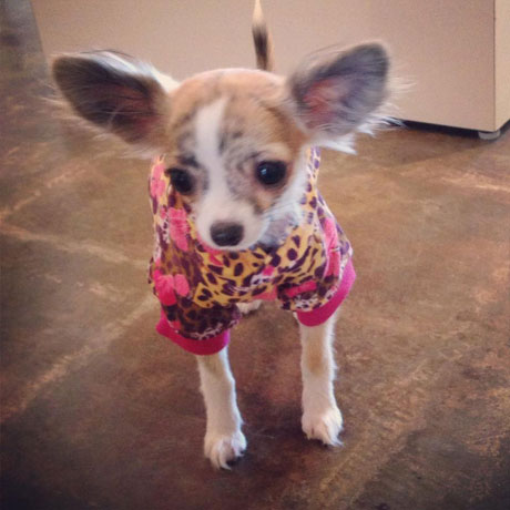 Chihuahua, Puppy, Funny Fur River Oaks store