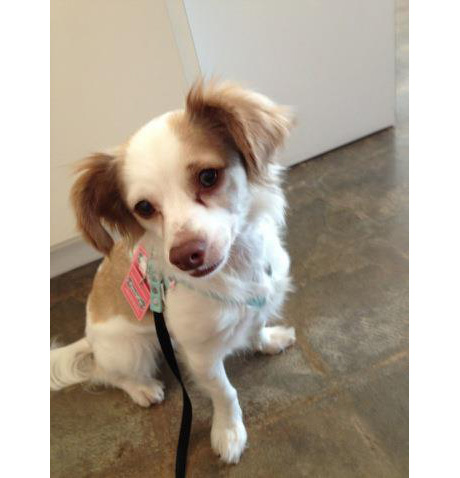Funny Fur River Oaks, Adopted, Buddy Belt dog harness