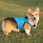 Dog Cooling Vest