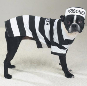 Dog Prisoner Costume