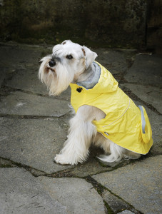 rainyday dog